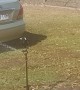 Smart Magpie Uses Sprinkler Keep Cool