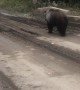 Bear Bluff Charges Fishermen while Crossing Bridge