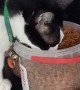 Clever Kitty Opens Container for a Feed