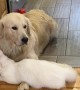 Kitty Nuzzles into Canine Best Friend
