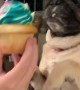 Doggy on a Diet Refuses Delicious Cupcake