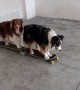 Both Dogs Skateboarding Together