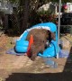 Bear Brings Cubs for a Backyard Swim