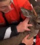 U.S. Coast Guard rescues distressed deer off Alaskan Coast