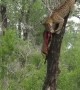 Strong Leopard Carries Deer Carcass Down From Treetops