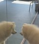Samoyed Seeing Himself For the First Time in Mirror