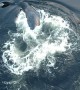 Whale Breaches Through Bubble Ring