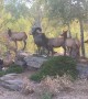 Elk Crosses Busy Intersection to Protect His Harem
