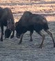 Fall Moose Rut in Alaska