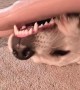 Doggy Plays With Macabre Chew Toy