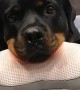 Rottweiler Receives a Massage