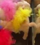 Tutu Wearing Puppies Play With Their Reflection
