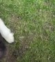 Possum Goes for a Ride on a Lamb