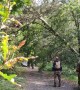 Two Trees Fall During Airsoft Event