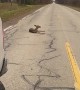Clumsy Deer Knocks Herself Out