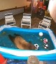 Bear Goes to Pool to Keep Cool