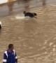 Dog Makes the Most out of Flooded Street