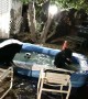 Bears Having a Blast in Backyard Pool