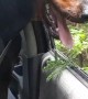 Doberman Grabbing Branches as They Drive By