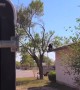 Bear Cub Climbs Around Roof