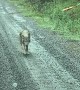 Lone Wolf Wanders Along Mountain Road
