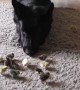 German Shepherd preciously looks over tiny newborn chicks
