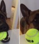 German Shepherd makes it very clear that he\'s ready for playtime