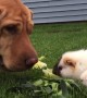 Wilbur the dog adorably looks after these guinea pigs