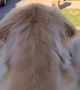 Golden retriever watches in shock as owner goes on a bike ride without him