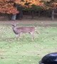 Rambunctious Dog Plays Chase with Mama Deer and Twin Fawns