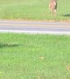Deer Crossing Road Has a Close Call