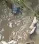 Mother Dog Saves Puppies During Flooding