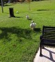 Flock of Geese Love Their Favorite Visitor
