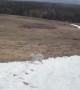Sheep dog absolutely loves sliding down this snowy hill