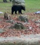 Bear Cub Swipes Cooler
