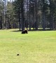 Black Bear Cubs Wrestle on Golf Course