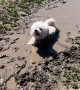 Happy Pooch Cools Off in Mud Puddle