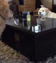 Golden Retriever puppy outsmarts older brother during chase
