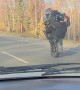 Motorcyclist Pops a Long Wheelie