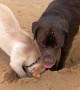 Dog hilariously shows puppy how to dig a hole at the beach