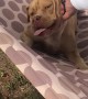 Happy Pit Bull Loves His Hammock Time