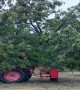 Shaking Ice to Save The Pecan Trees