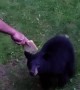 Hand Feeding a Bear Some Bread