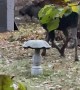 Young Moose Nearly Bouts with Bird Bath