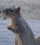 Polite Squirrel Waits for Its Morning Peanut