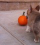 Corgi puppy has the cutest battle ever with equally tiny pumpkin