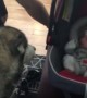 Alaskan Malamute meets newborn baby and it\'s the cutest sight