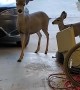 Mule Deer Eat Snacks in Garage