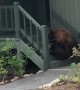 Mama Bear Breaking and Entering