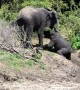 Baby gets encouragement from mom elephant during river cross